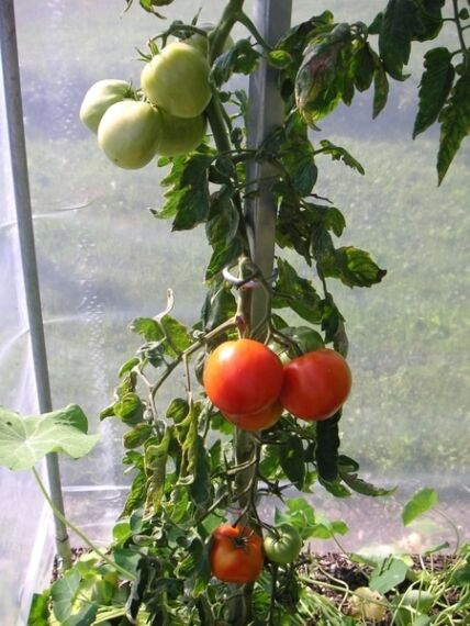 Pflanzenstab Tomatenstab